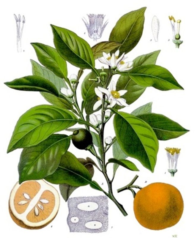 Aqua Oleum Orange 100% eterisk olje 10 ml