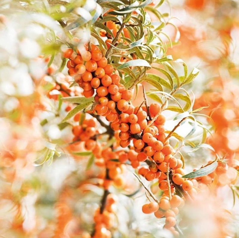 Weleda Deodorant Roll-on Sea Buckthorn 50 ml